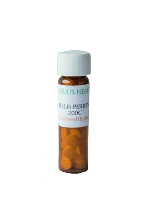 Equus Vials Bellis Perennis