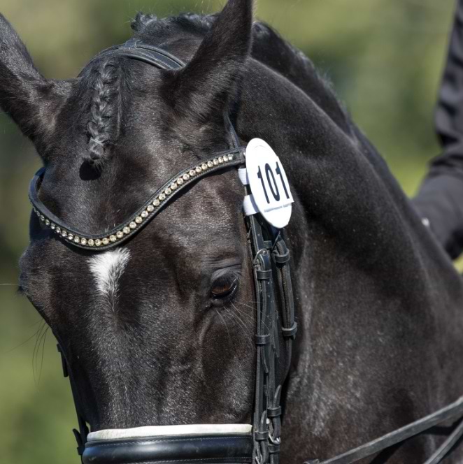 Equetech Competition Numbers Bridle