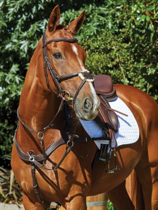 Collegiate Comfitec Grackle Bridle Brown