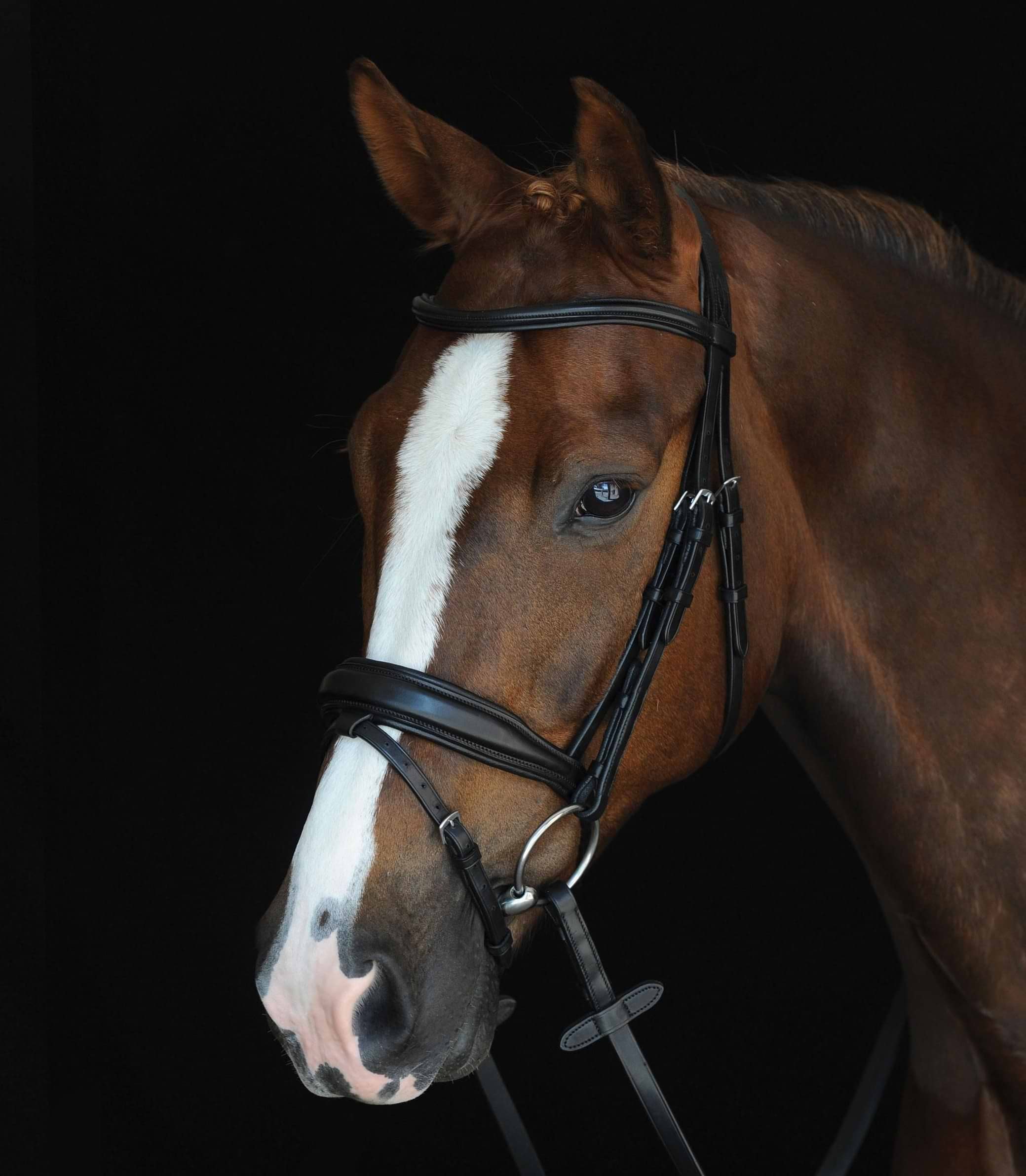 Collegiate Mono Crown Padded Raised Flash Bridle Black 