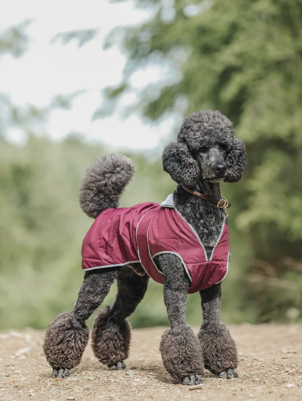 Drywalks Dog Coat Plum/Plum