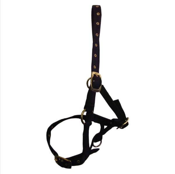 HY Foal Headcollar Black