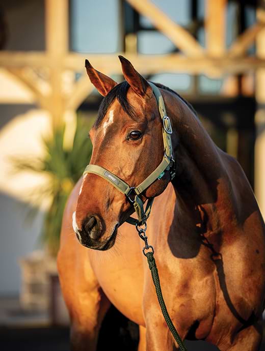 Horseware Amigo Headcollar& Leadrope Bramble