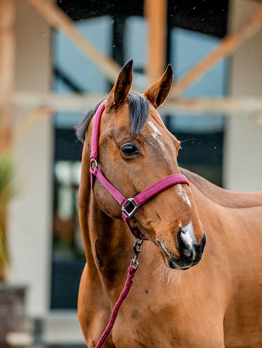 Horseware Amigo Headcollar & Leadrope Mulberry