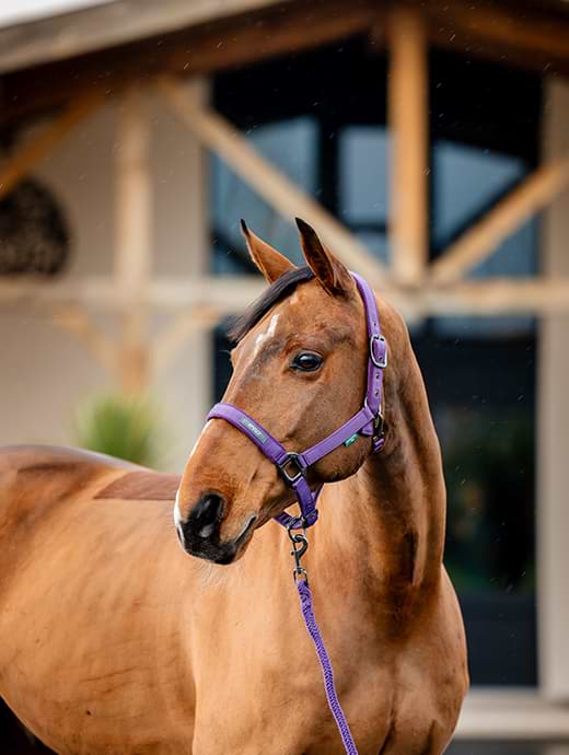 Horseware Amigo Headcollar & Leadrope Winterberry