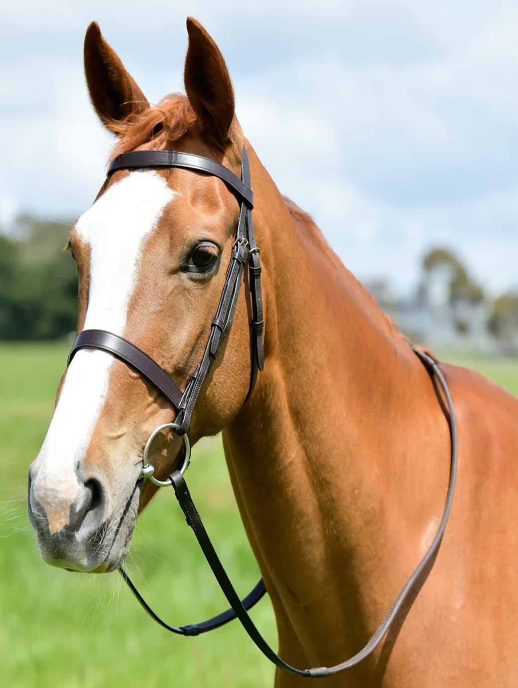 Kincade Classic Flat Hunt Bridle with Reins Brown