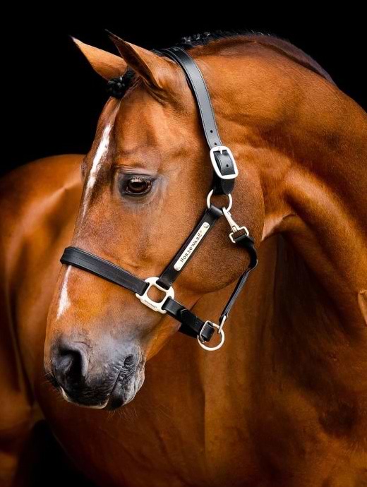 Horseware Signature Leather Headcollar Black