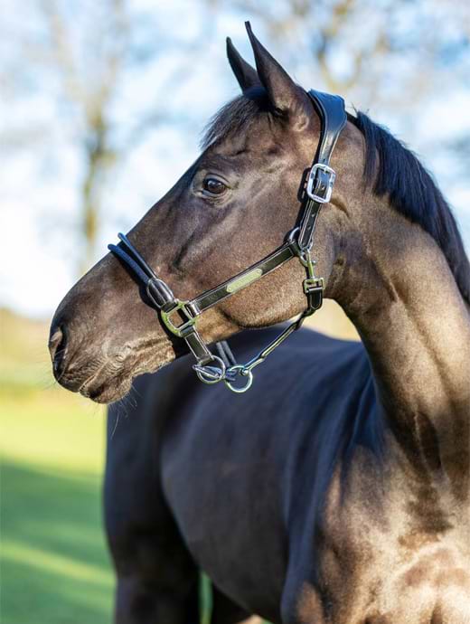 LeMieux Rope Control Headcollar Black