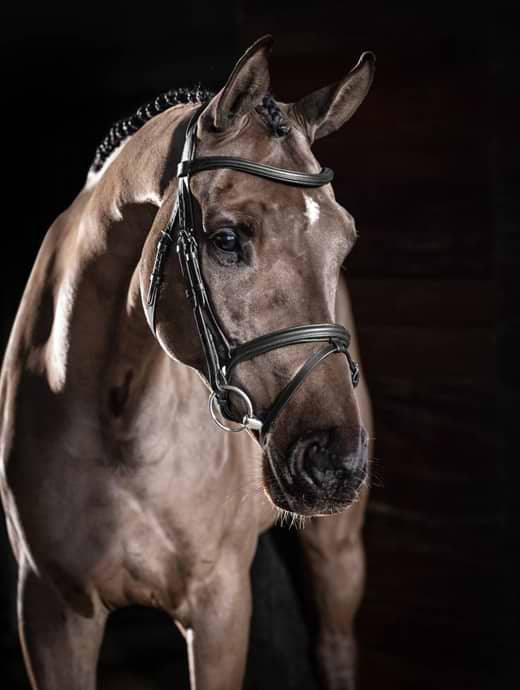 LeMieux Arika Flash Bridle Black/Silver