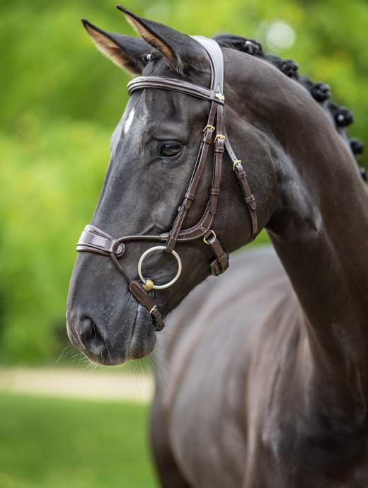 LeMieux Kudos Clear Arc Bridle Havana/Brass