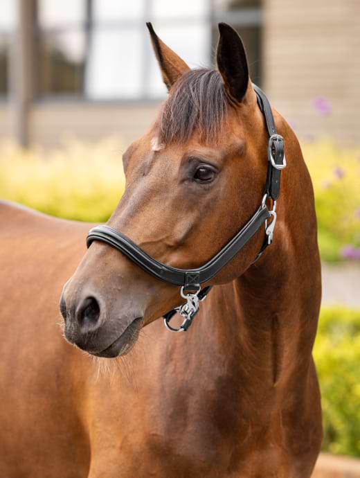 LeMieux Leather Grooming Headcollar Black