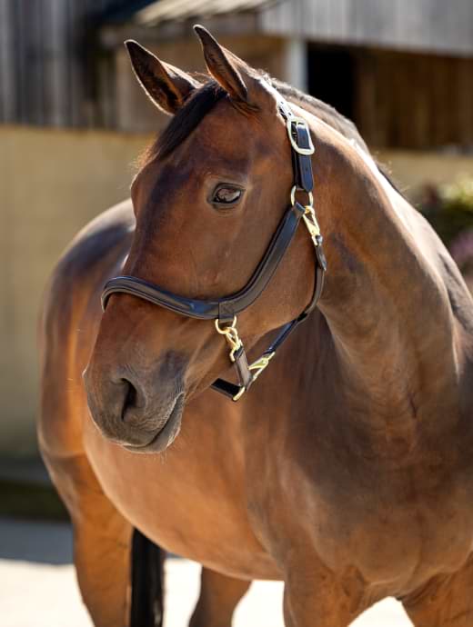 LeMieux Leather Grooming Headcollar Brown