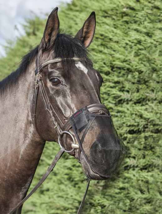 LeMieux Comfort Shield Nose Filter Black