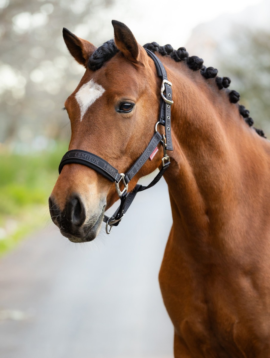 LeMeiux Logo Headcollar Cinder