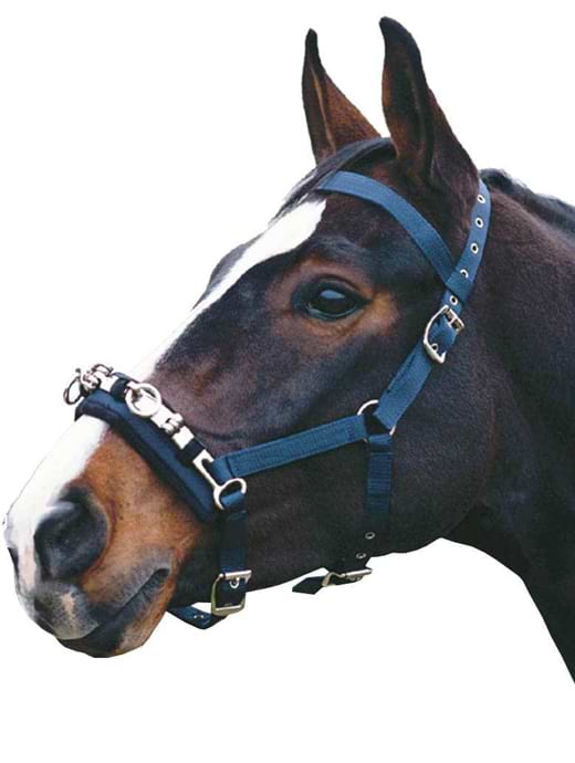Kincade Lunge Cavesson Blue