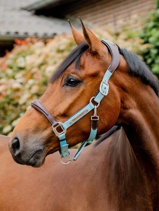 Horseware Signature Competition Headcollar Brown/Blue Haze