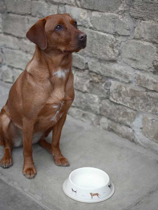 Sophie Allport Woof Small Bowl