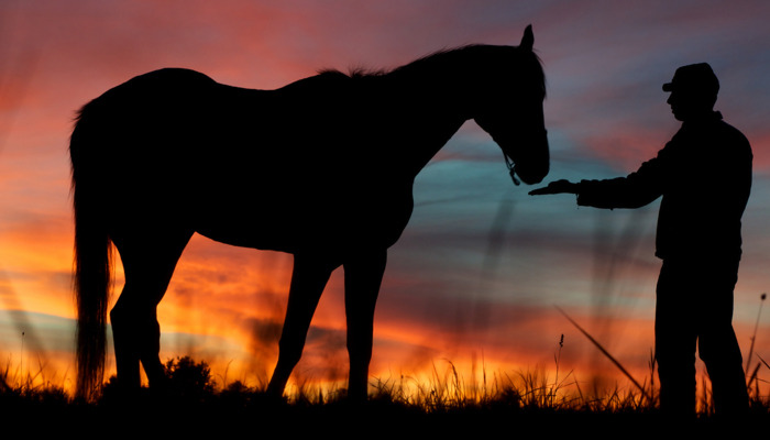 War Horse: Michael Morpurgo
