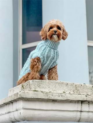 Shop Jumpers