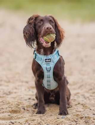 Shop Harnesses