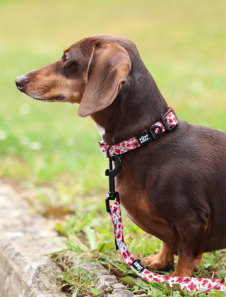 Shop Collars