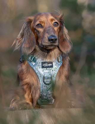 Shop Harnesses