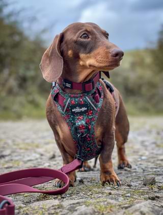 For Dogs