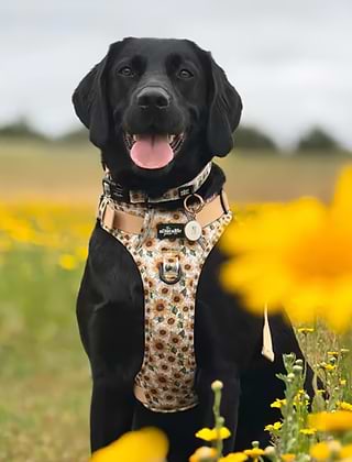 Collars, Leads & Harnesses