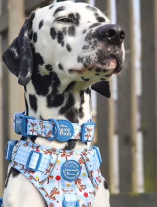 Shop Collars