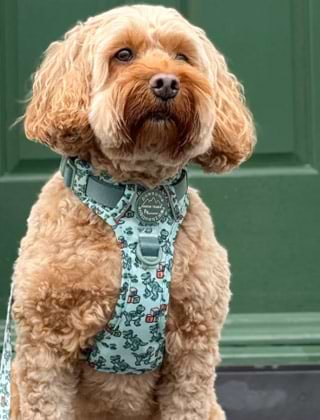 Shop Harnesses