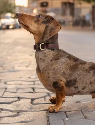 Collars