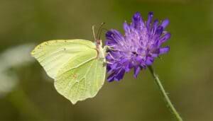 Brimstone