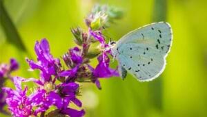 Holly Blue
