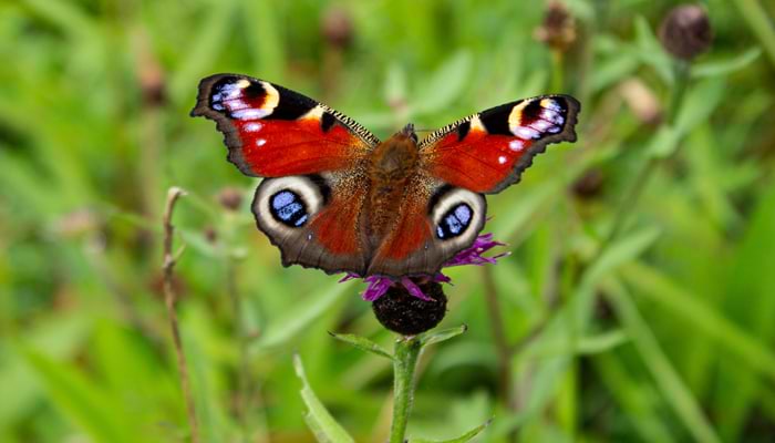 Peacock