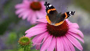 Red admiral