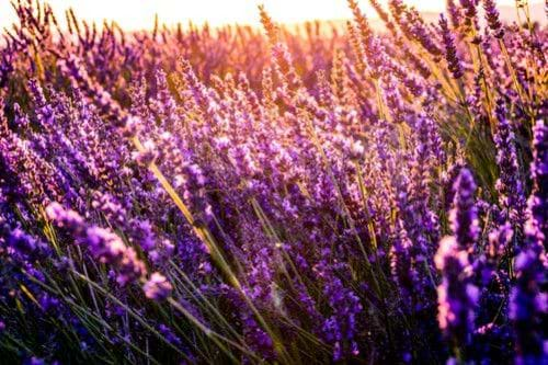 LES EAUX FLORALES : L’ASTUCE FRAICHEUR ET BEAUTÉ