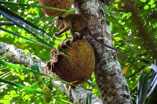 On vous fait découvrir le fruit le plus gros du monde !