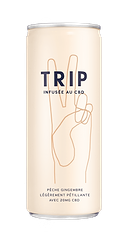 Boisson Infusée Cbd Pêche Gingembre