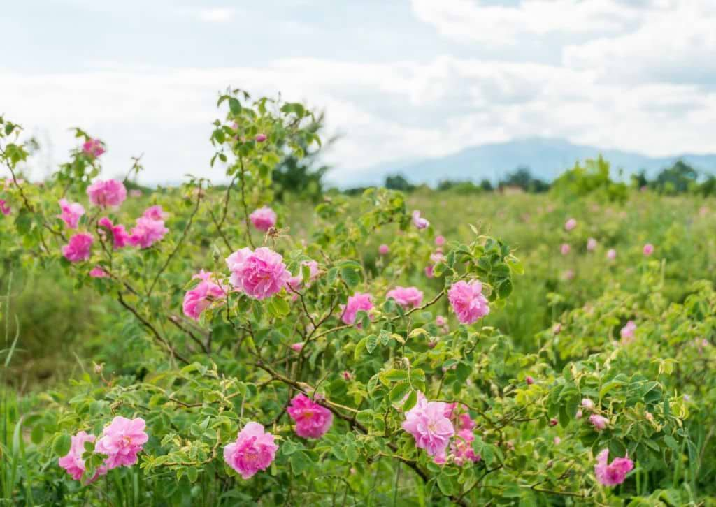 Tout savoir sur l’huile essentielle rose de damas