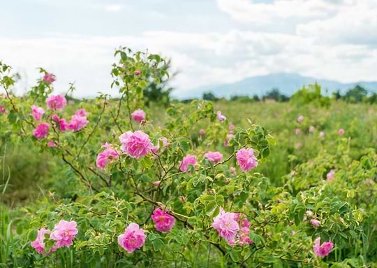 Tout savoir sur l’huile essentielle rose de damas