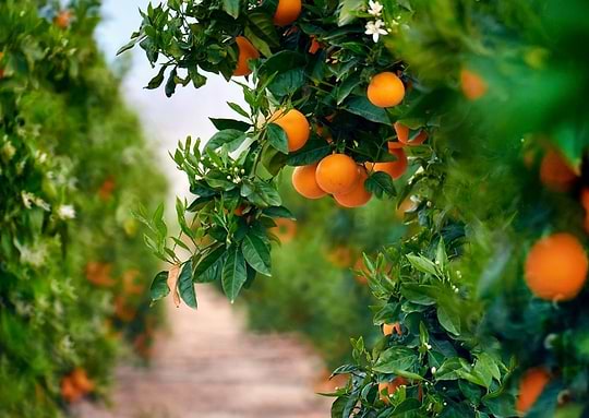 Contre les insomnies et l’anxiété, optez pour la fleur d’orangerimage