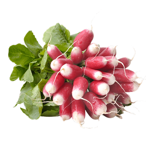 Radish (Bunch) (BE) Organic