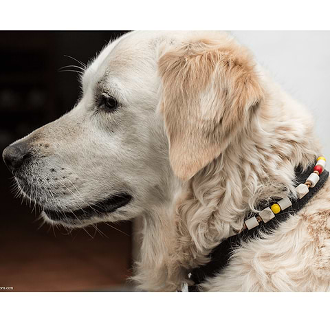 Anti-Teken Natuurlijke Keramische Halsband  S/M hond