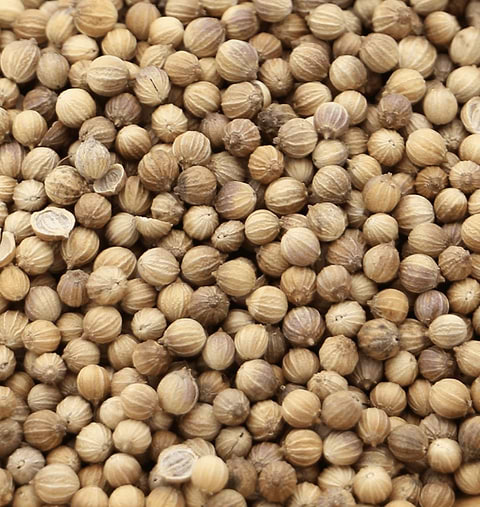 Sprouting Coriander Organic