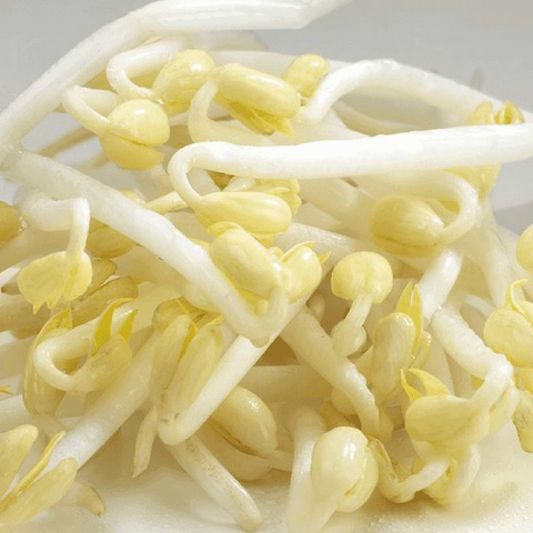 Mung Bean & Green Soy to Sprout