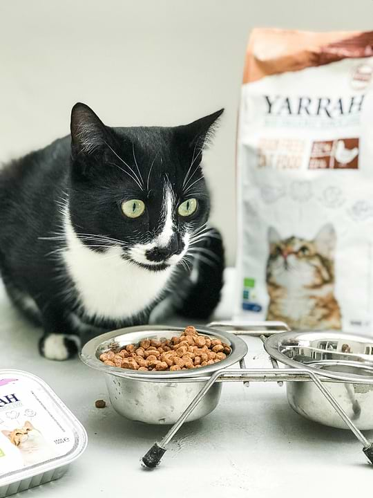 Grain-Free Cat Kibble 1