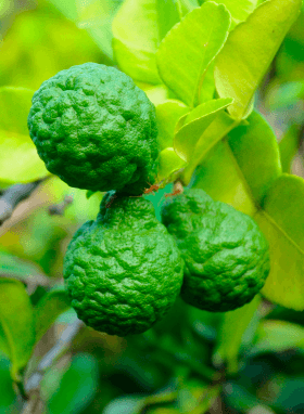 Etherische Olie Bergamot