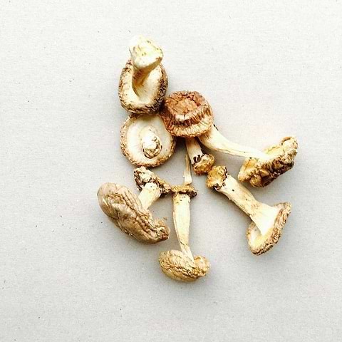 Shiitake