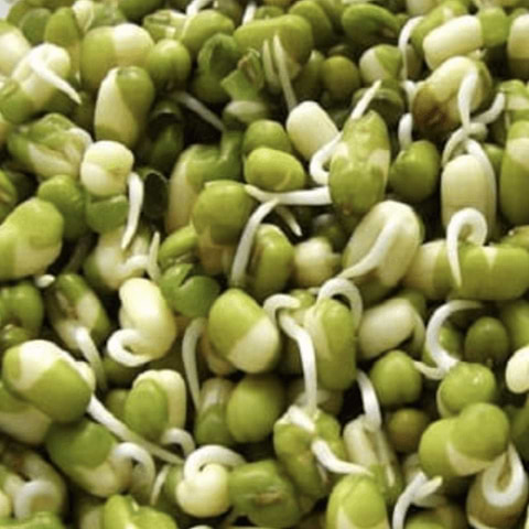 Pea Sprouts