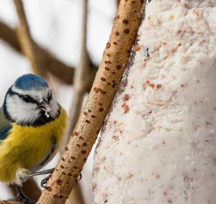 Boule de graisse végétale pour oiseaux 